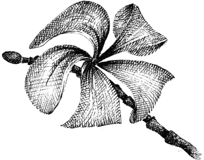orchid-new orchid-new